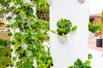 Several plastic vertical pole structures of hydrophonic leafy green vegetables