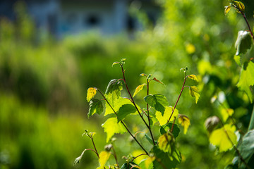 summer sun lit green forest park for relaxsation