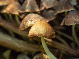 Amanita muscaria, commonly known as the fly agaric or fly amanita, is a basidiomycete of the genus Amanita.