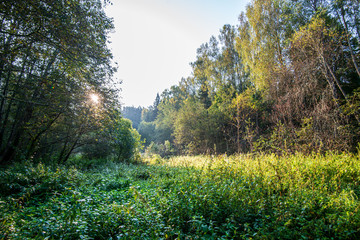 summer sun lit green forest park for relaxsation
