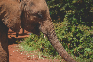 A beautiful elephant in Africa. Animal world