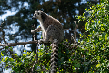 Lemur de Cola Anillada - Ring-Tailed Lemur 