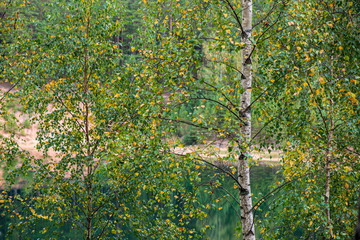 summer sun lit green forest park for relaxsation