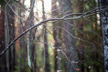 old dry vegetation texture in autumn nature