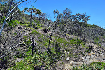  Trees at Noosa Heads National Park