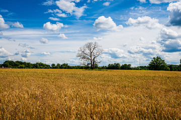 Obraz premium blue sky with white clouds over countryside landscape