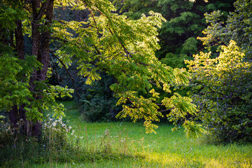 Fototapeta na wymiar summer sun lit green forest park for relaxsation