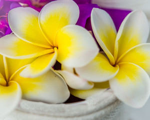 Fototapeta na wymiar Yellow and White Frangipani Blossoms with vibrant colors and selective focus.