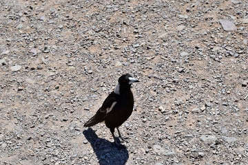  Australian Magpie (Gymnorhina tibicen) in Noosa National Park