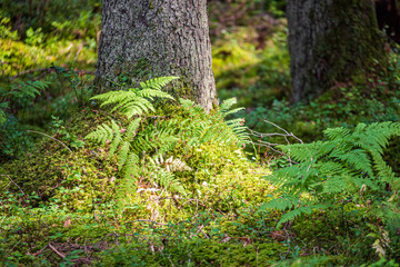 summer sun lit green forest park for relaxsation