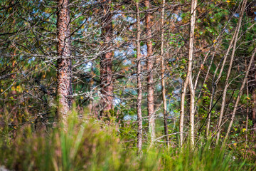 summer sun lit green forest park for relaxsation