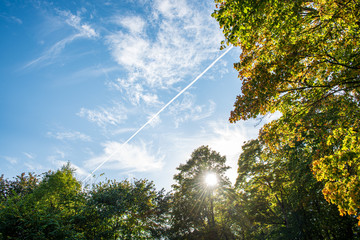 Fototapeta premium summer sun lit green forest park for relaxsation