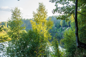 summer sun lit green forest park for relaxsation