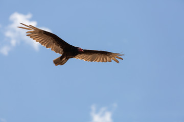 Fototapeta na wymiar A turkey vulture drifts across a blue sky dotted with tiny white clouds.