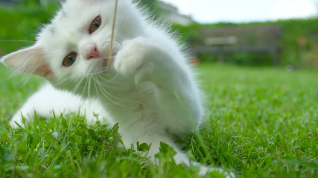 SLOW MOTION, CLOSE UP, DOF: Adorable baby cat tries to bite a stalk of grass held by the unrecognizable owner. Frisky white kitten swipes its little paws at the blade of grass playing in the backyard.