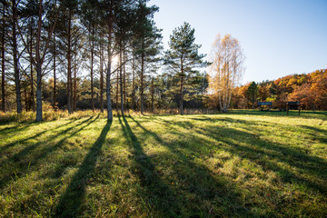 summer sun lit green forest park for relaxsation