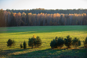 summer sun lit green forest park for relaxsation