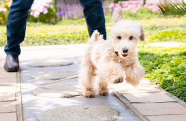 屋外で遊ぶ可愛いトイプードルの写真