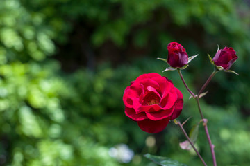 Botanical Garden 18