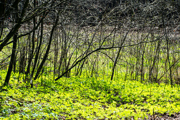 fresh green summer spring foliage textured background with blur
