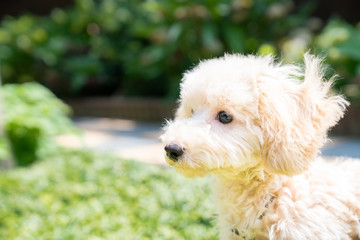 可愛いトイプードルの写真