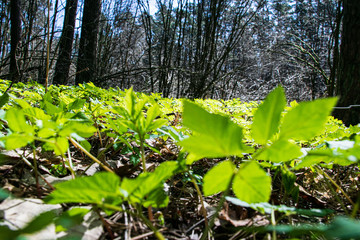 fresh green summer spring foliage textured background with blur