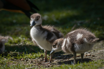 Joven oca del nilo, egyptian goose