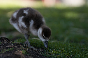 Joven oca del nilo, egyptian goose © Azahara