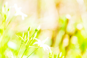 fresh green summer spring foliage textured background with blur