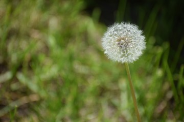 dandelion in the grass