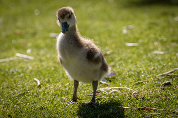 Joven oca del nilo, egyptian goose