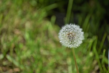 dandelion in the grass