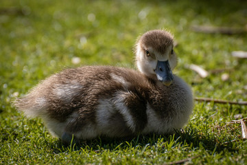 Joven oca del nilo, egyptian goose