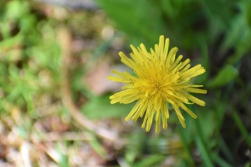 dandelion in grass