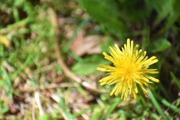 dandelion in grass
