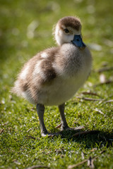 Joven oca del nilo, egyptian goose © Azahara