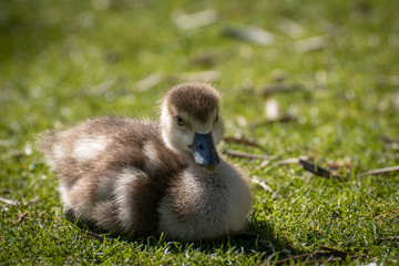 Joven oca del nilo, egyptian goose