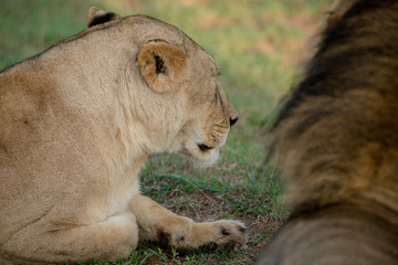 Naklejka premium Lionesses and their prey in Africa. Wildlife