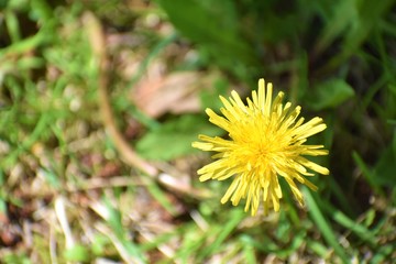 dandelion in grass