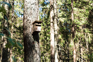 summer sun lit green forest park for relaxsation