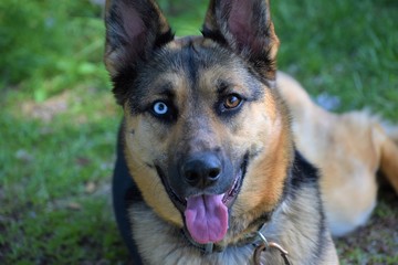 german shepherd dog