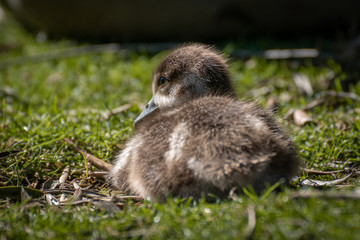 Joven oca del nilo, egyptian goose © Azahara