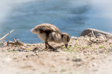 Joven oca del nilo, egyptian goose © Azahara