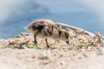 Joven oca del nilo, egyptian goose © Azahara