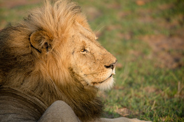 Obraz na płótnie Canvas Beautiful lion in Africa. Animal world