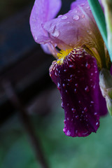 Dark purple iris flower after the rain