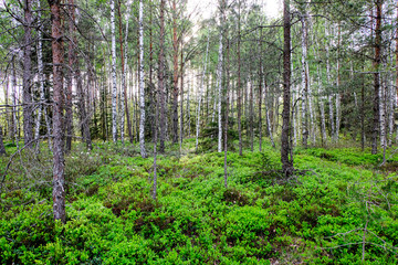 fresh green summer spring foliage textured background with blur