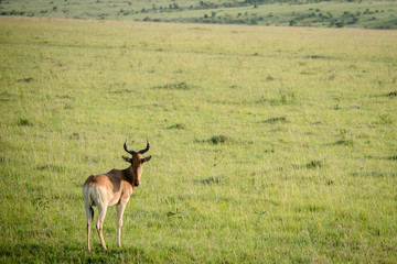  Beautiful african chamois in nature. Animal world
