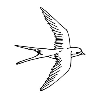 Vector line hand drawn sketch doodle flying swallow isolated on white background 