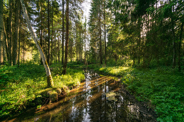 summer sun lit green forest park for relaxsation